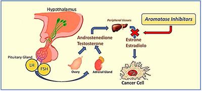 Aromatase inhibitors: the journey from the state of the art to clinical open questions